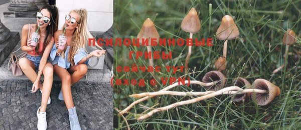 прущие грибы Ладушкин